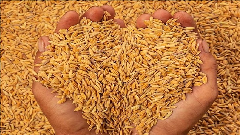 धान खरीद में किसानों को नहीं मिल रहा फसल का उचित दाम:आर्य